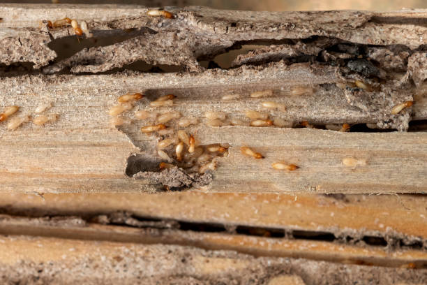 Wildlife Control Services in Daphne, AL